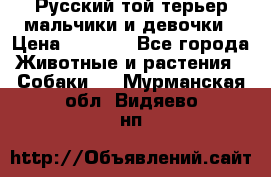 Русский той-терьер мальчики и девочки › Цена ­ 8 000 - Все города Животные и растения » Собаки   . Мурманская обл.,Видяево нп